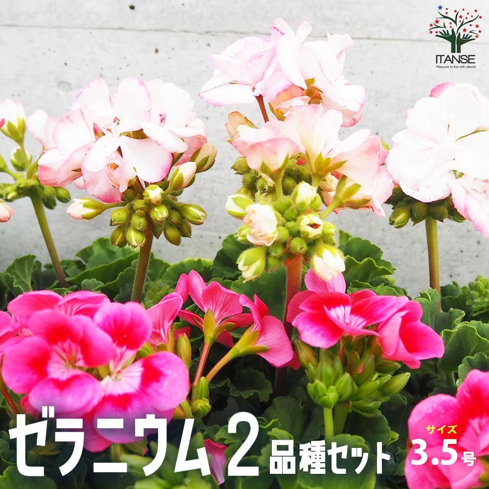 ゼラニウム 2品種セット【花苗 3.5号】｜ 【植物のITANSE】全品