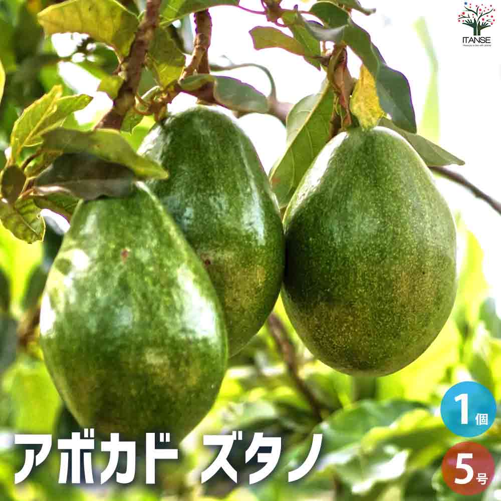 アボカド ズタノ【果樹の苗木 5号ポット／1個売り】接ぎ木苗 Bタイプ
