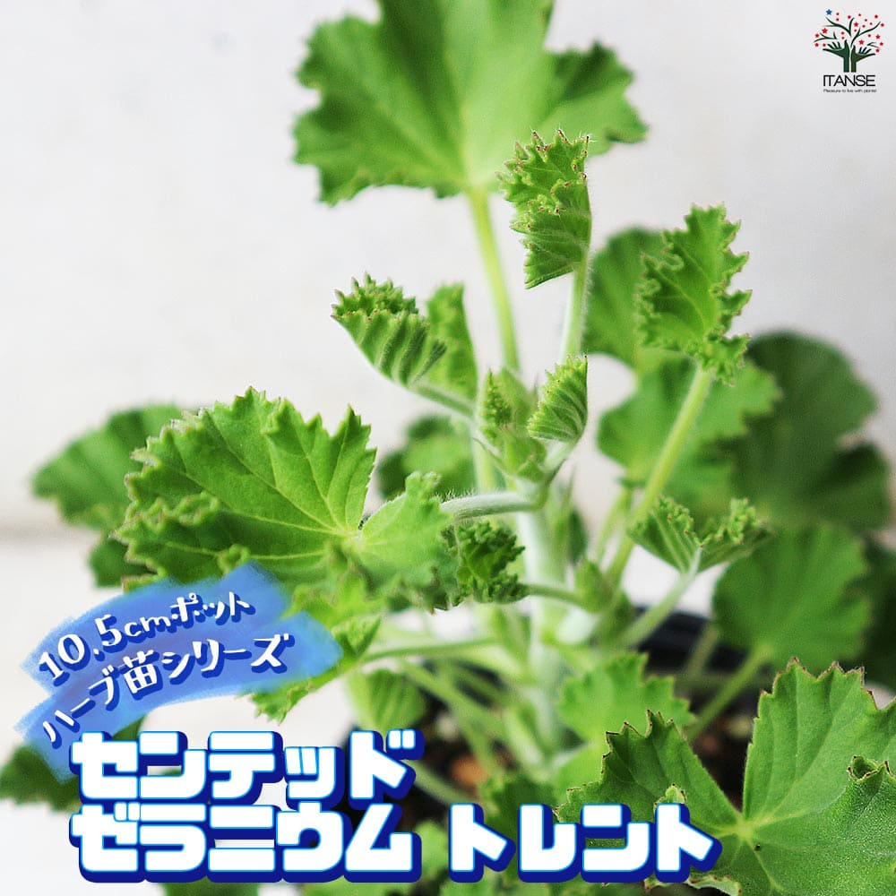 センテッドゼラニウム トレント 10.5cm2個～【おうちで簡単！育て