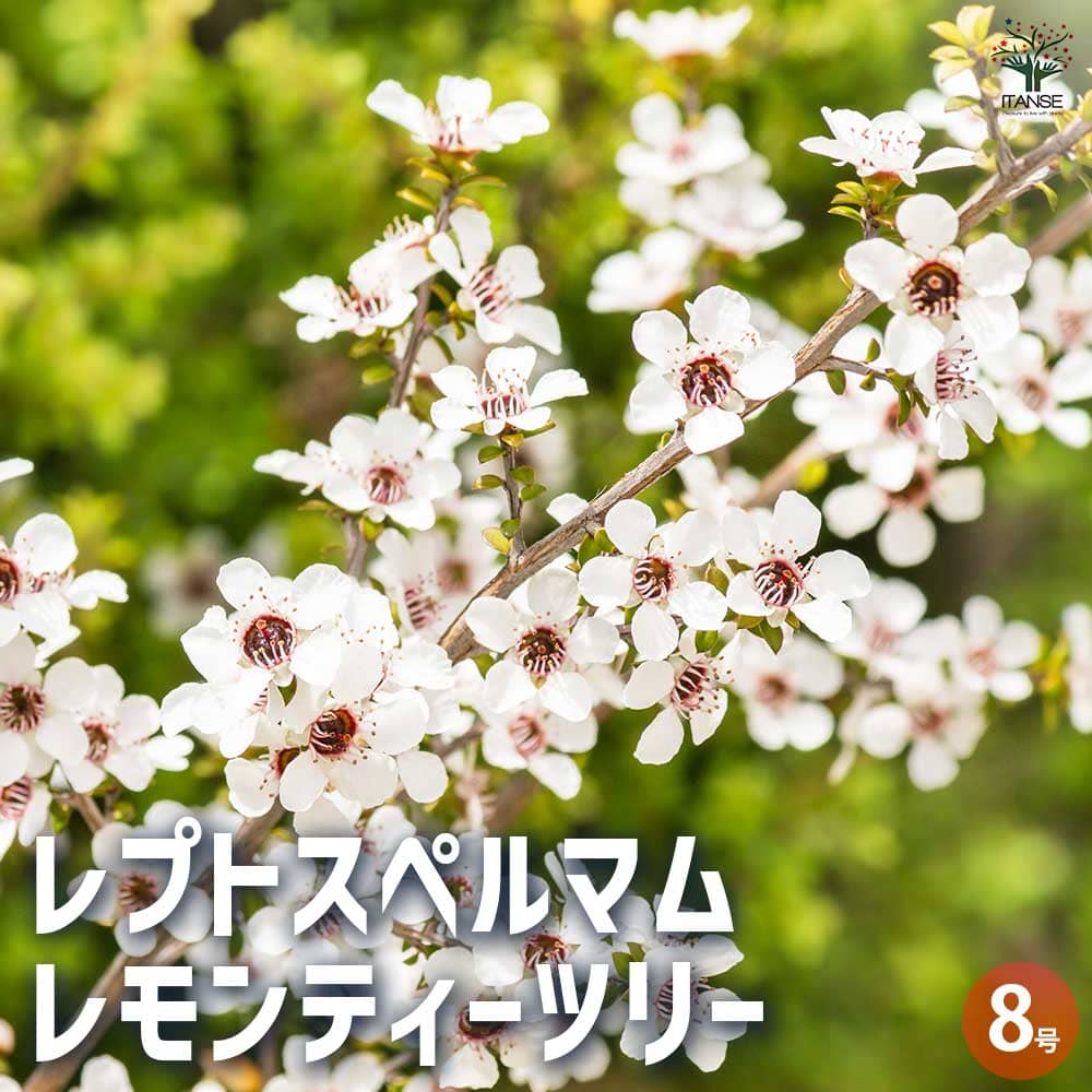 レプトスペルマム レモンティーツリー 【花木苗 8号／1個売り