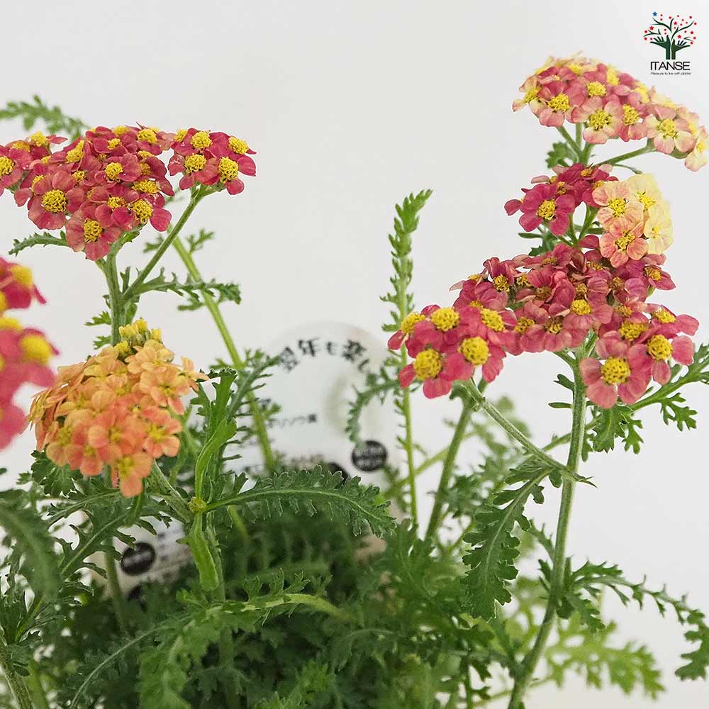 アキレア ミリーロック品種MIX見計らい 【花苗 3号】｜ 【植物の