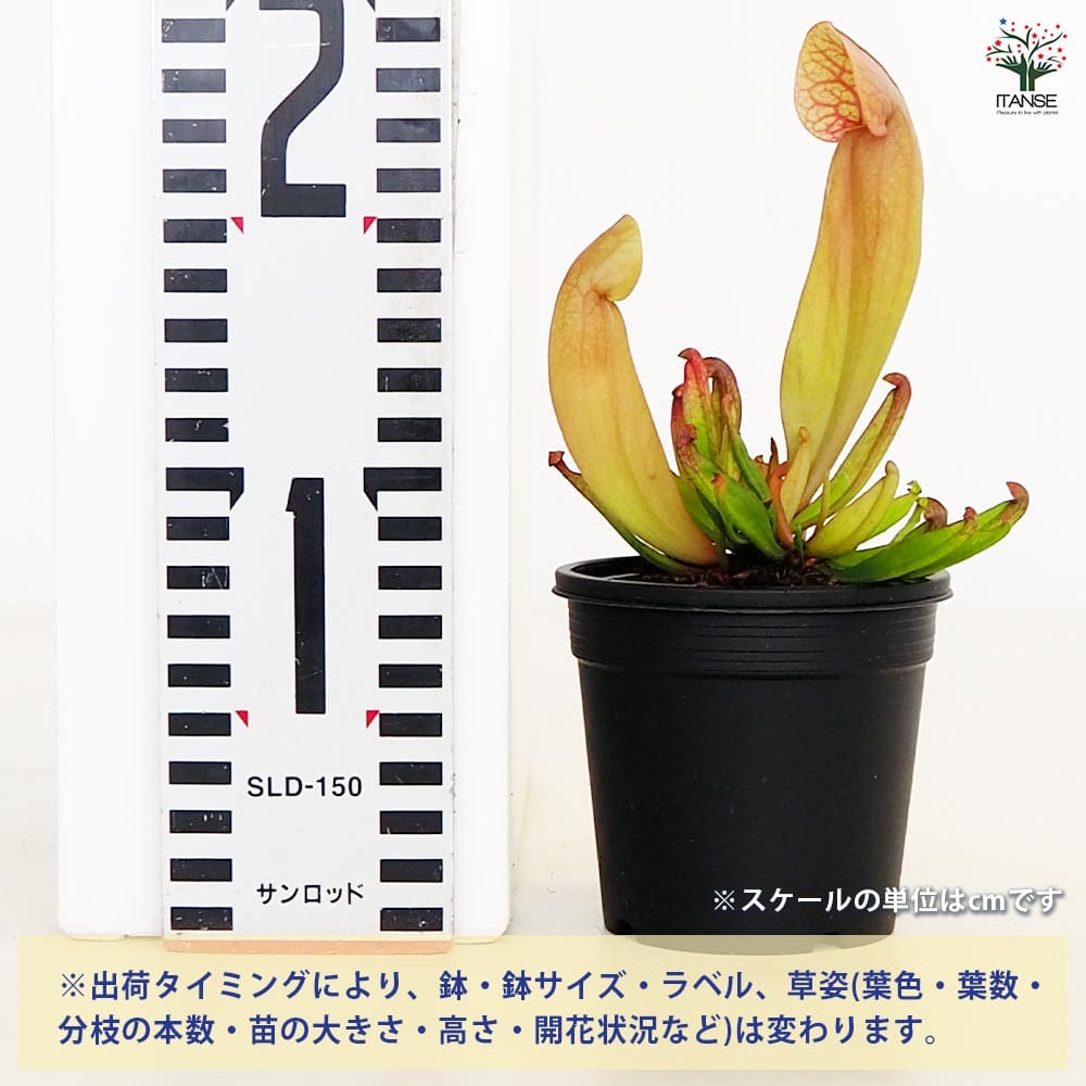 食虫植物 サラセニア スワニアナ 【観葉植物 3号／1個売り】｜ 【植物