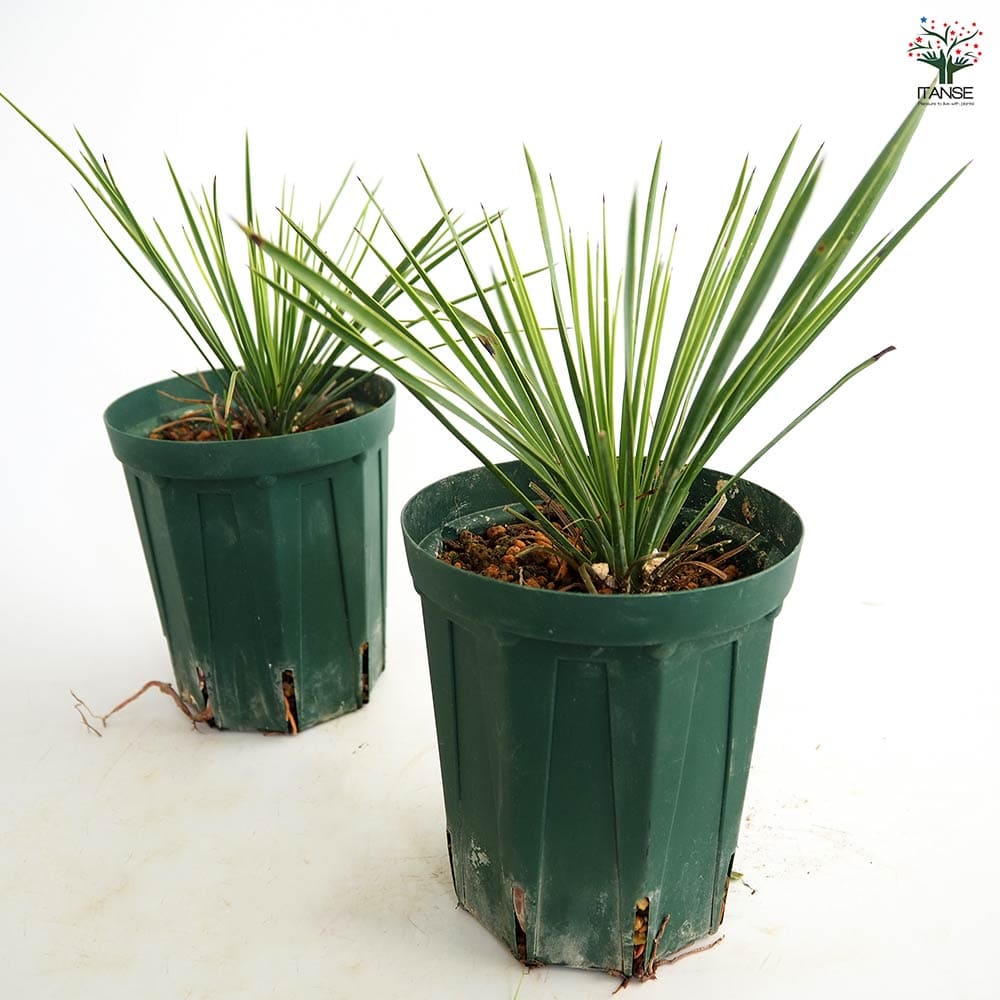 ユッカ リネアリフォリア リニアリーフ 【観葉植物 4号／1個売り