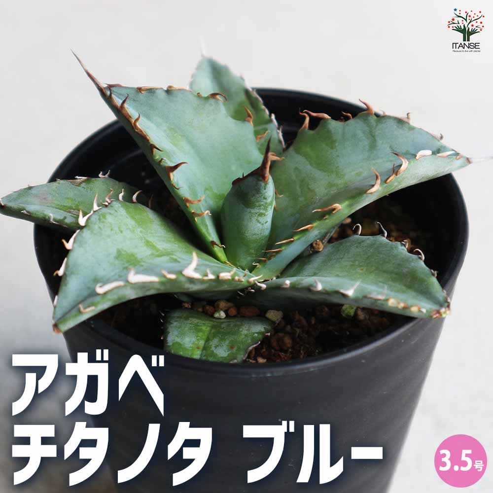 アガベ チタノタ・ブルー 【多肉植物 3.5号鉢／1個売り】｜ 【植物の