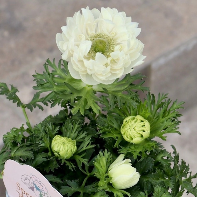 超良株♪3株植えスペシャル☆八重咲きアネモネ・ポルトダブル「ホワイト」