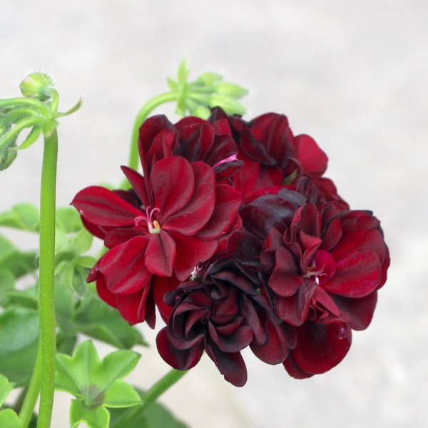 がっちりの超良株♪PAC社アイビーゼラニウム・シビルシリーズ「トミー