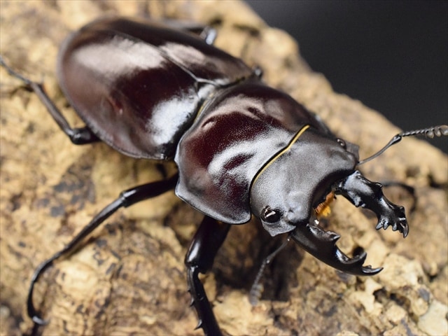 幼虫単品】ヤエヤママルバネクワガタ | 国産クワガタ幼虫 | 極