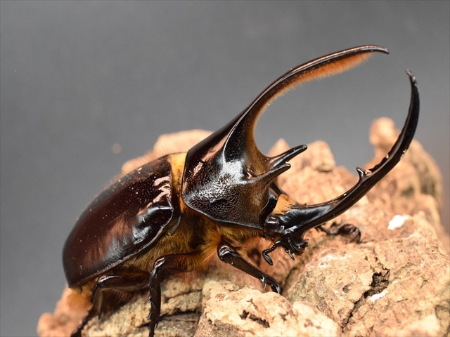 即ブリ可】ネプチューンオオカブト107mmペア | 外国産カブトムシ