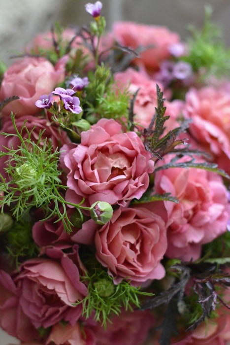 クロード・モネ（大苗）7号鉢植え バラ苗 《農林水産省 登録品種