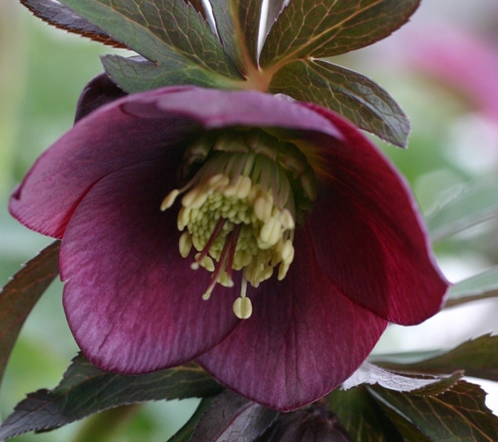 クリスマスローズ・オリエンタリス ダークパープル | クリスマスローズ