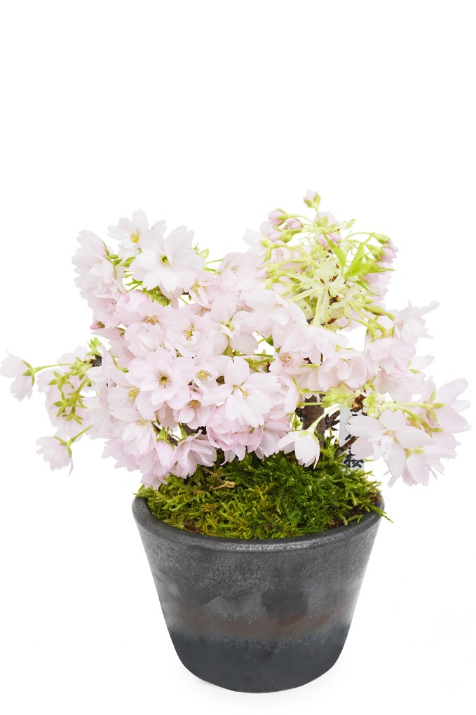 【雛蔵】京都有職・盛花一対 立雛一対 京都 櫻木宗甫（作）共箱 高さ40.5cm 浅原革世氏旧蔵品 | 古