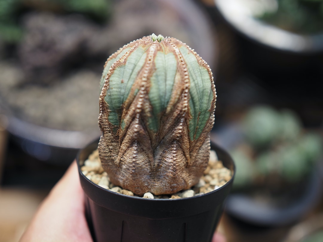 超美色木質化オベサ】 輸入株 ユーフォルビア・オベサ | Euphorbia