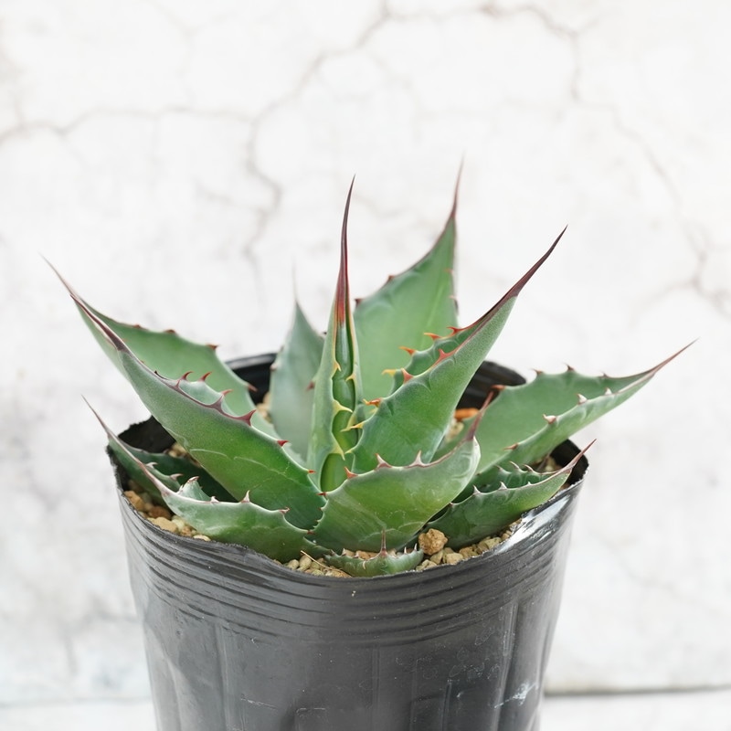 アガベ・モンタナ 4号ロングポット | | アガベ（リュウゼツラン