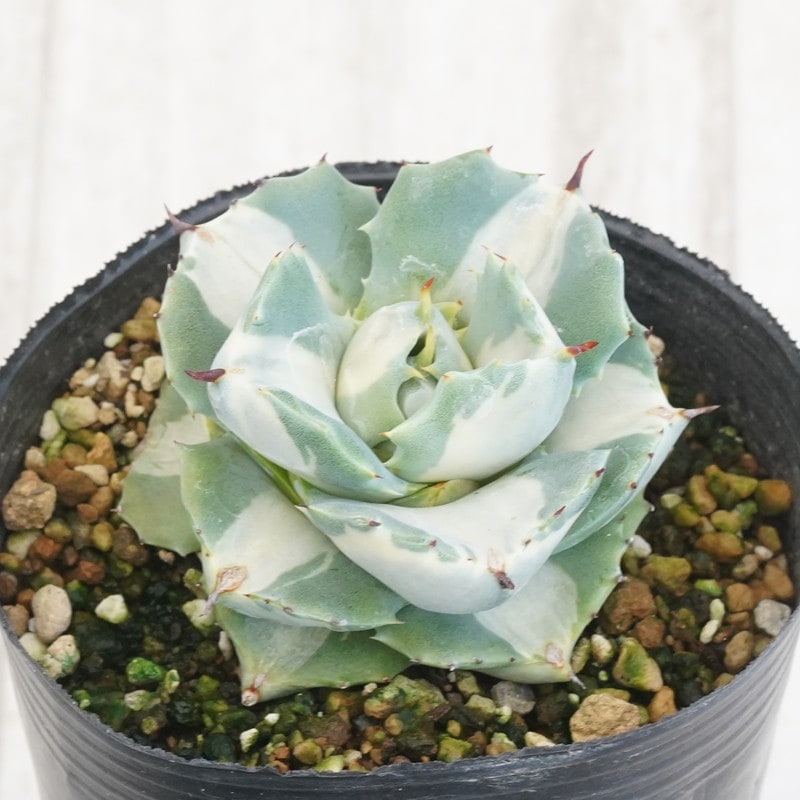 アガベ 王妃雷神 白中斑 3号ロングポット | | アガベ（リュウゼツラン