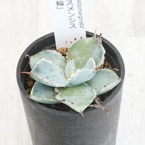 アガベ・オバティフォリア「オルカ」4号ロングポット | | アガベ