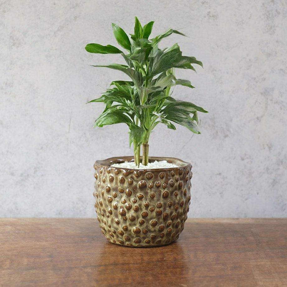 テラコッタの小さなプランターポット。かわいいサイズ感で多肉植物との