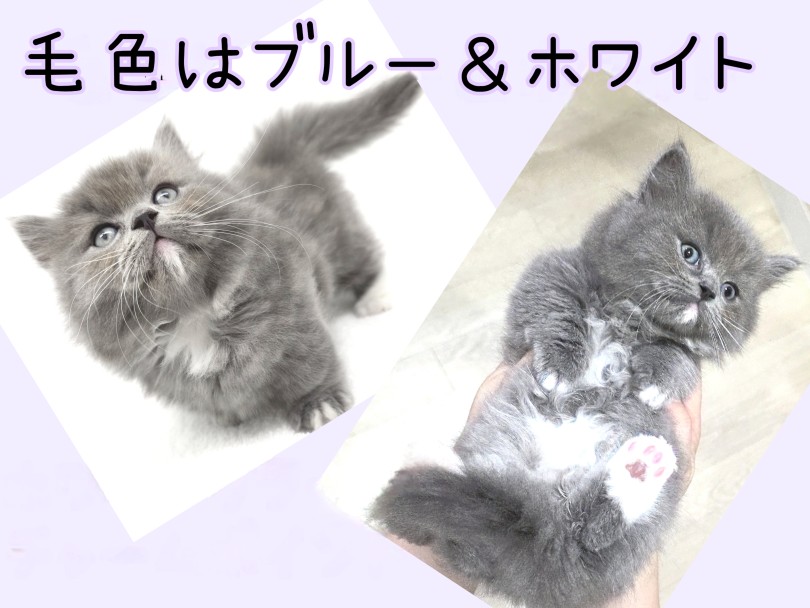 ミヌエット 】トップクラスの超短足！小さめサイズのぬいぐるみ