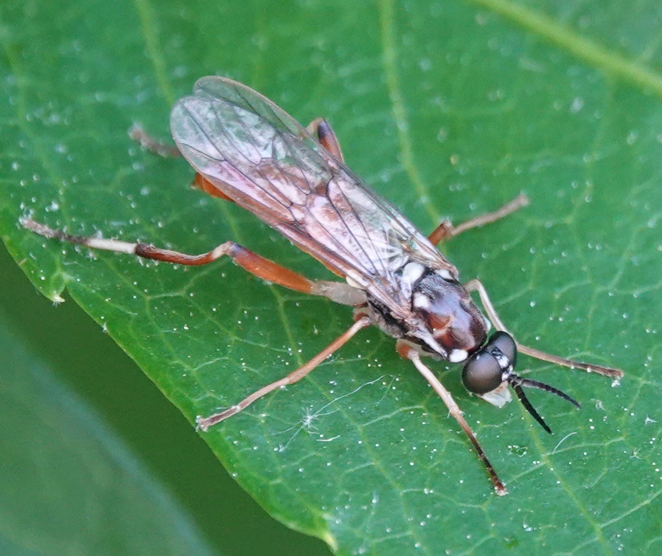 Mimicking Fly – Backyard and Beyond