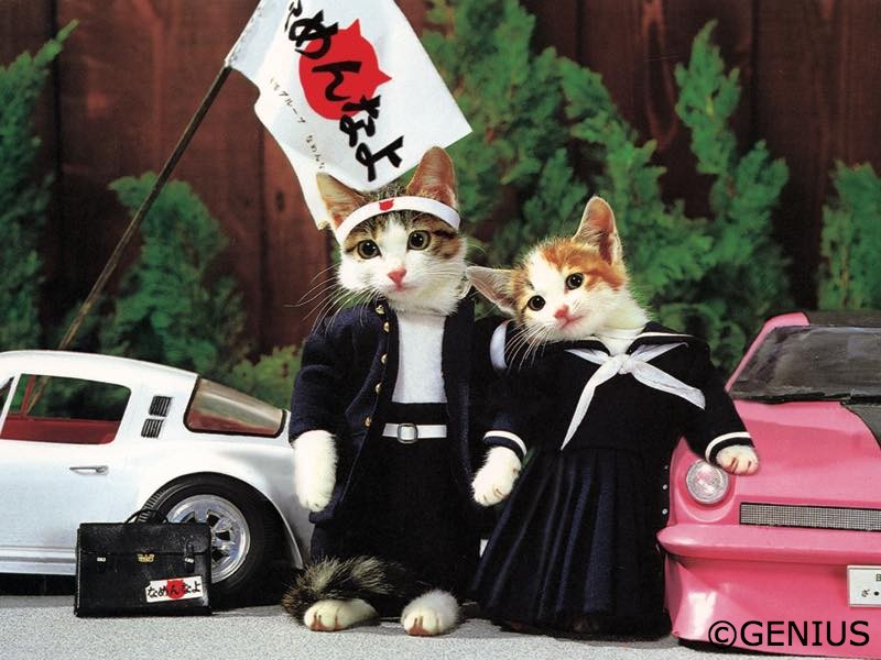 80年代に社会現象となった「なめ猫」、LINEスタンプ化など二次ブームが