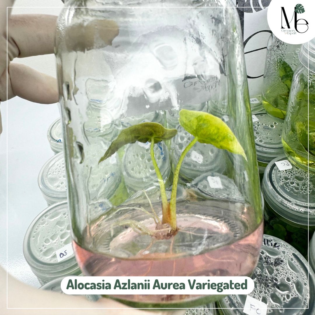 Alocasia Azlanii Aurea Variegated (TC)