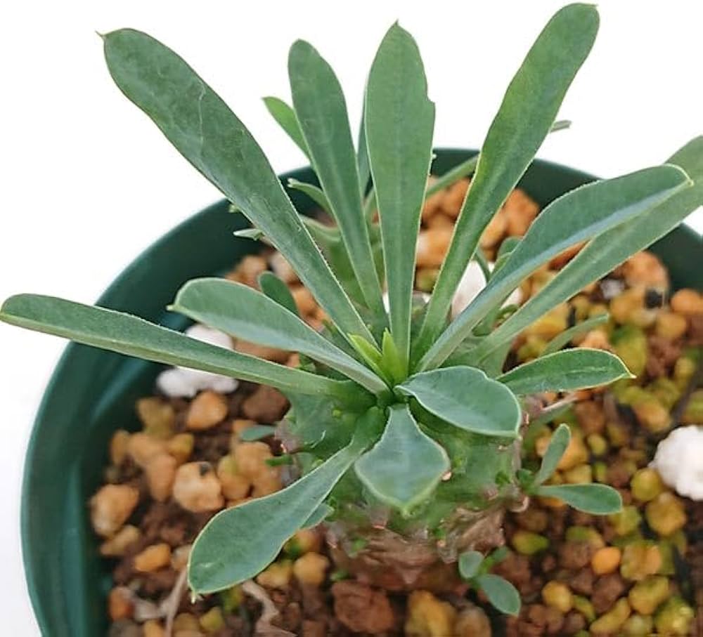 51MLRgq29lL._AC_UF1000,