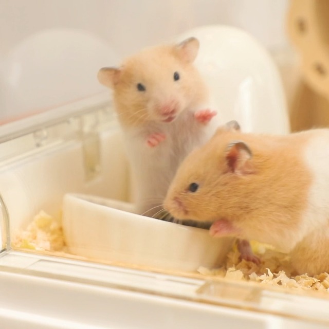 Amazon | Ruexue ハムスターケージ＆モルモット、小動物ペット用の完全