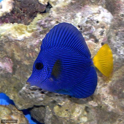 紫の魚10選！飼育できる淡水・海水で鮮やかなパープルを持つ魚たち