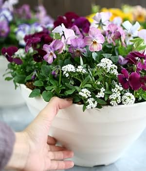 Amazon.co.jp: ビオラの寄せ植え[ローズリバー(プランターver] 鉢