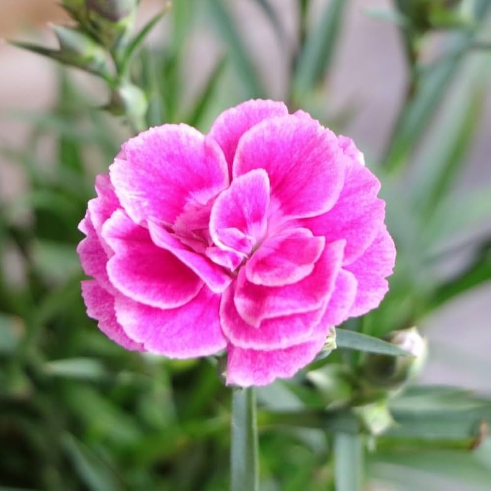 Amazon.co.jp: ノーブランド品ダイアンサスモンローピンク3.5号ポット