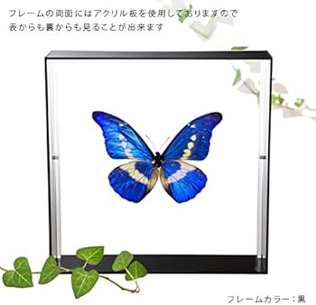 Amazon.co.jp: 蝶の標本 ヘレナモルフォ Morpho helena モルフォチョウ