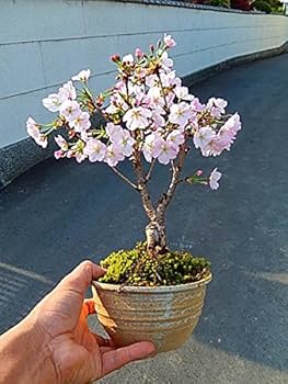 Amazon | 御殿場桜盆栽 一重のピンクかわいいミニサクラ桜盆栽で自宅で