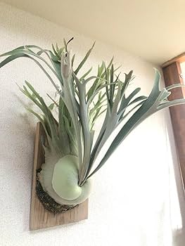 Amazon.co.jp: P. veitchii wild Australia ビカクシダ ベイチー 子株