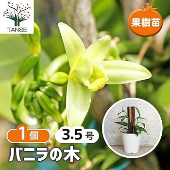 61xPEIulSrL._AC_UF350,