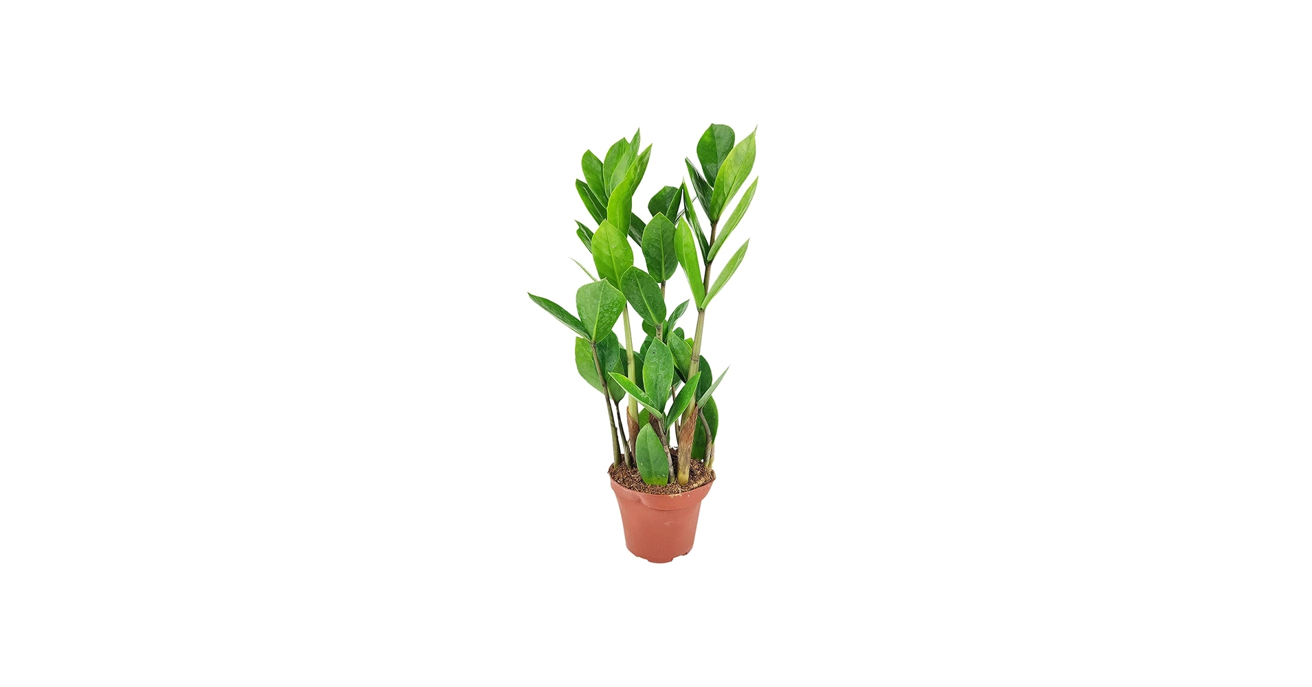 Amazon.com : ZZ Plant (4