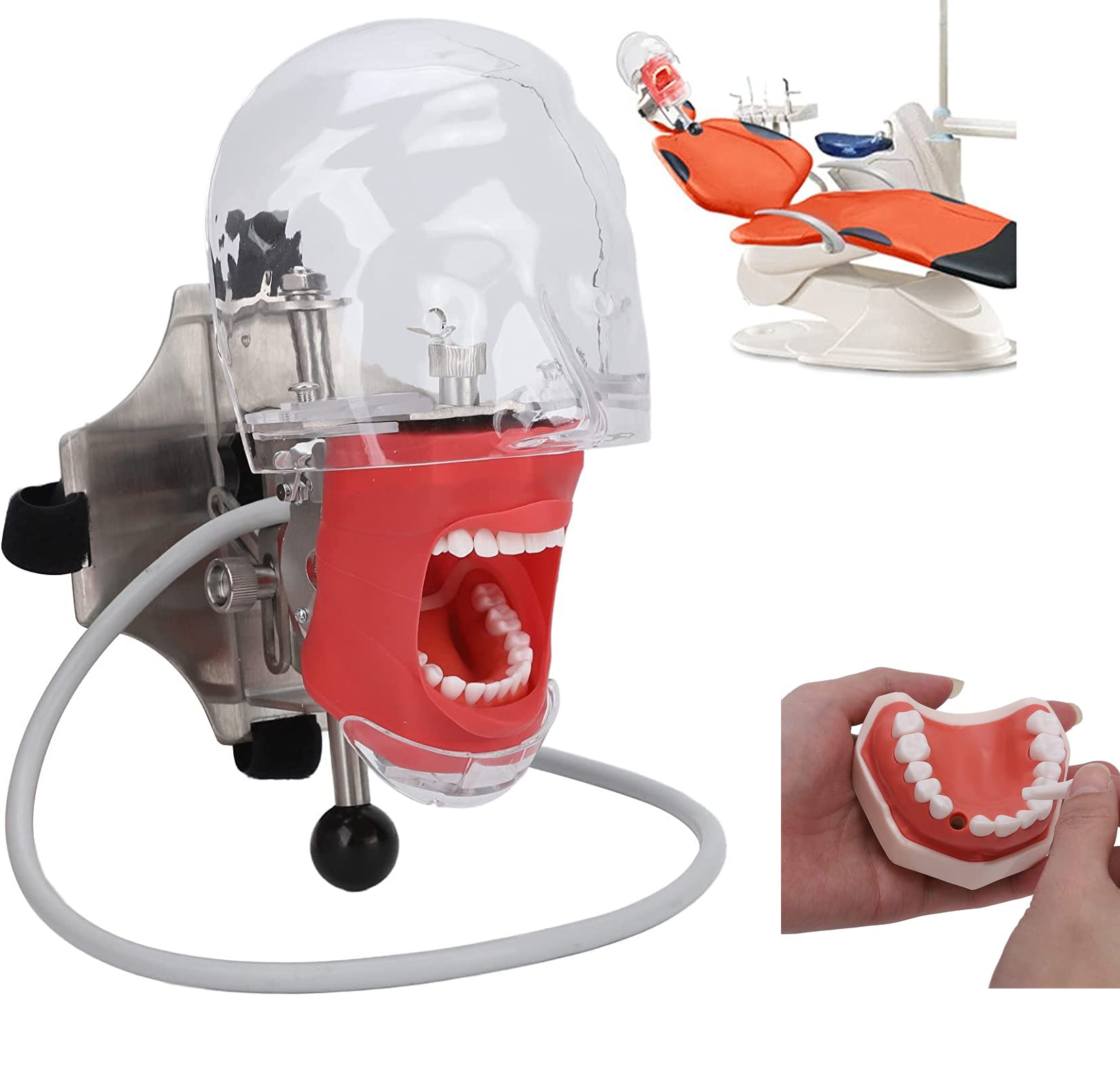 シンプルマネキン 歯科用 【公式通販】