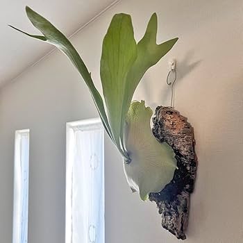 Amazon｜【おしゃれな壁掛け観葉植物】ビカクシダ ネザーランド
