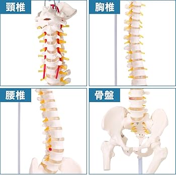 Amazon.co.jp: UPstore 実物大 脊髄骨盤模型 90cm 背骨 脊柱模型 1/1