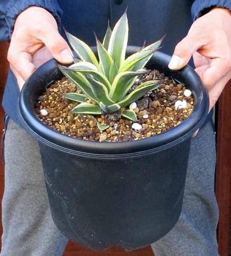 観葉植物 アガベ 種」の人気商品一覧 | 安い商品を通販サイトから探す