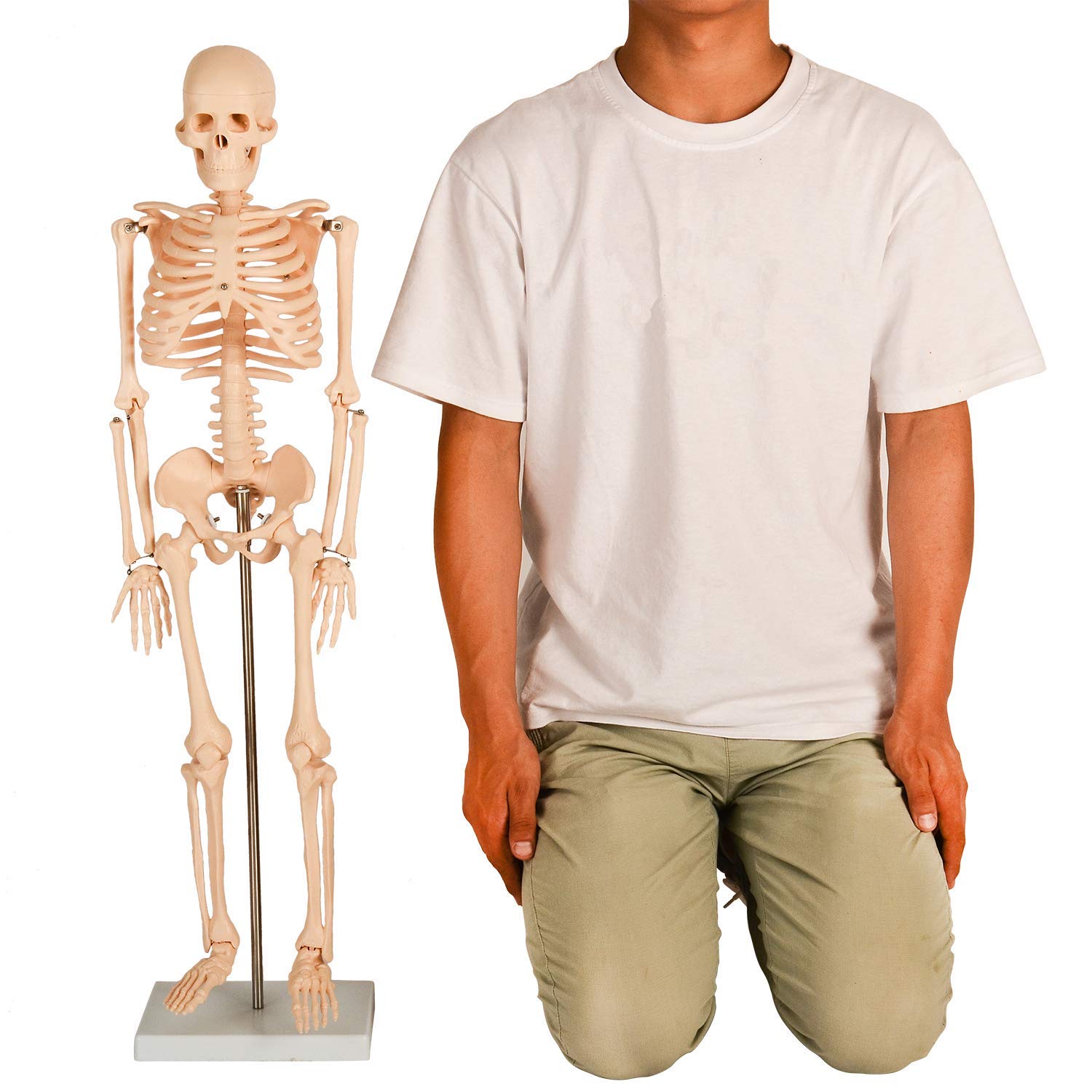 Amazon.co.jp: 人体模型ガイコツ (85cm, 人骨模型) : 産業・研究開発用品