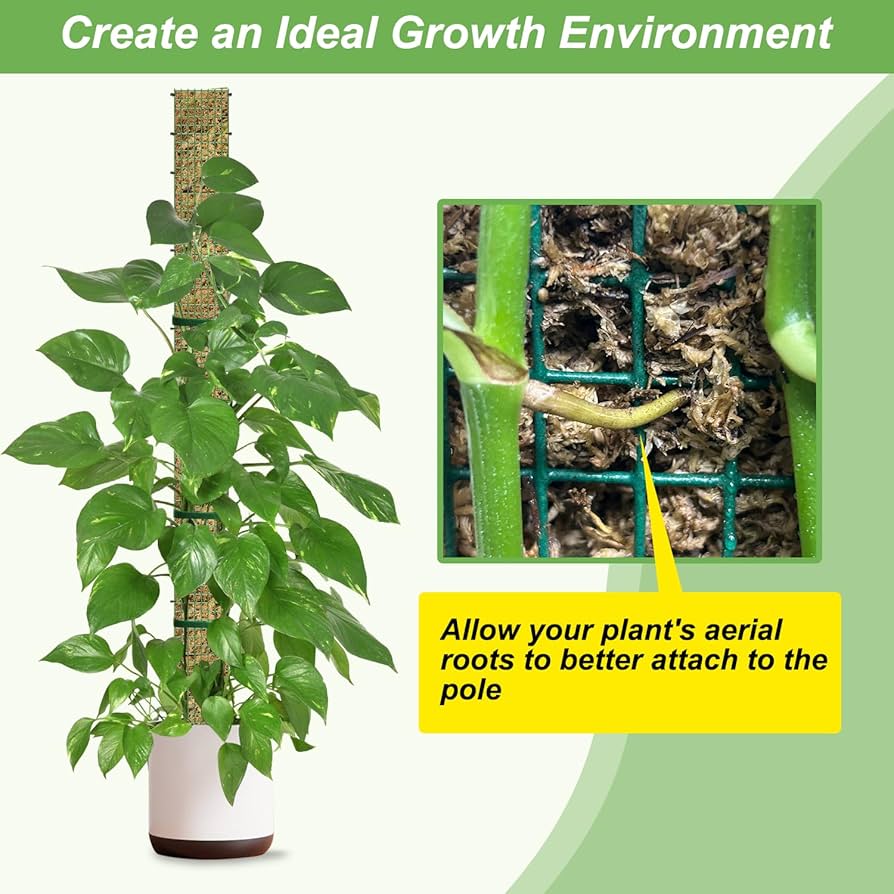 712Kl+VA60L._AC_UF894,