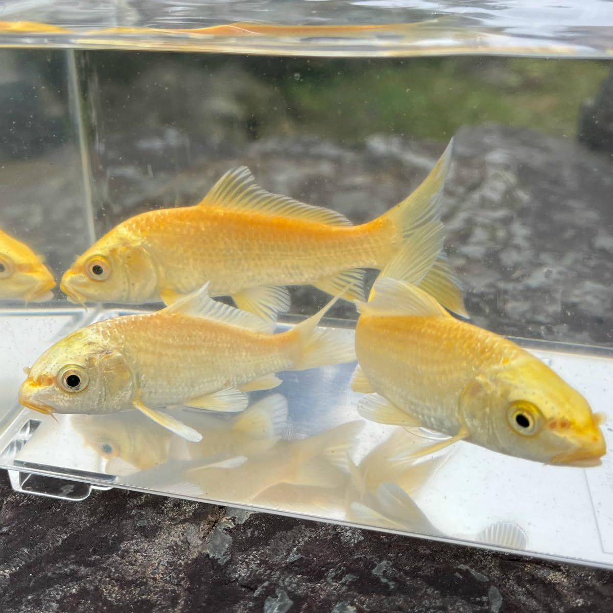 Amazon | （錦鯉）黄金（1匹） 【生体】 | 川村淡水魚販売 | 観賞魚