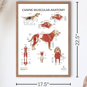 Amazon.co.jp: Anatomy Lab 犬の筋肉解剖学ポスター、ラミネート加工