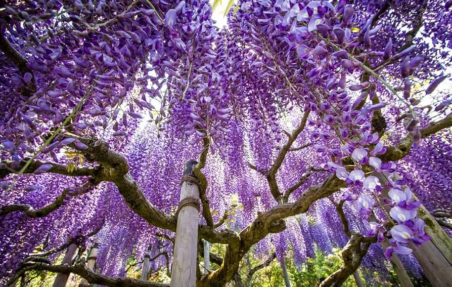 Amazon.com : Chinese Blue Wisteria - Fast Growing Flowering Vine