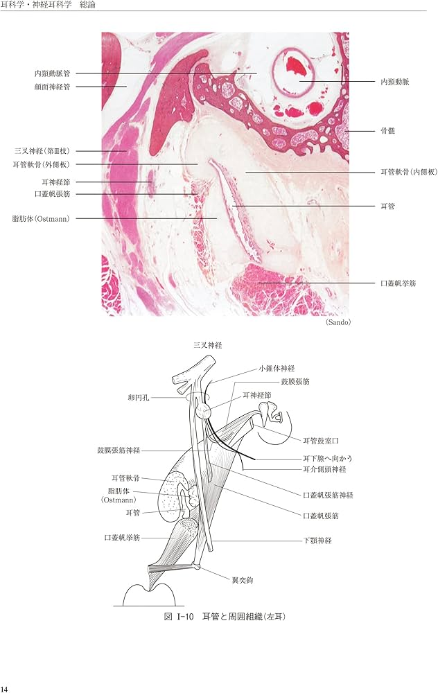 新耳鼻咽喉科学 | 野村 恭也, 加我 君孝, 切替 一郎 |本 | 通販 | Amazon