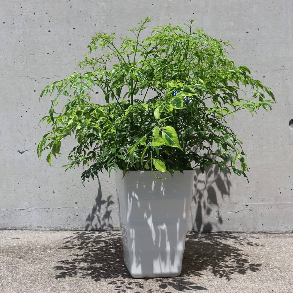 Amazon.co.jp: ステレオスペルマム カプリマ 斑入 6号角鉢【品種で