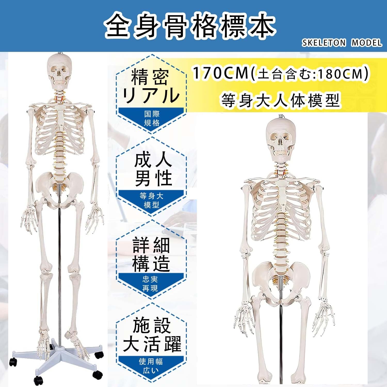 Amazon.co.jp: SUDOO 骨模型 全身 等身大 人体模型 170cm 骨格模型 高