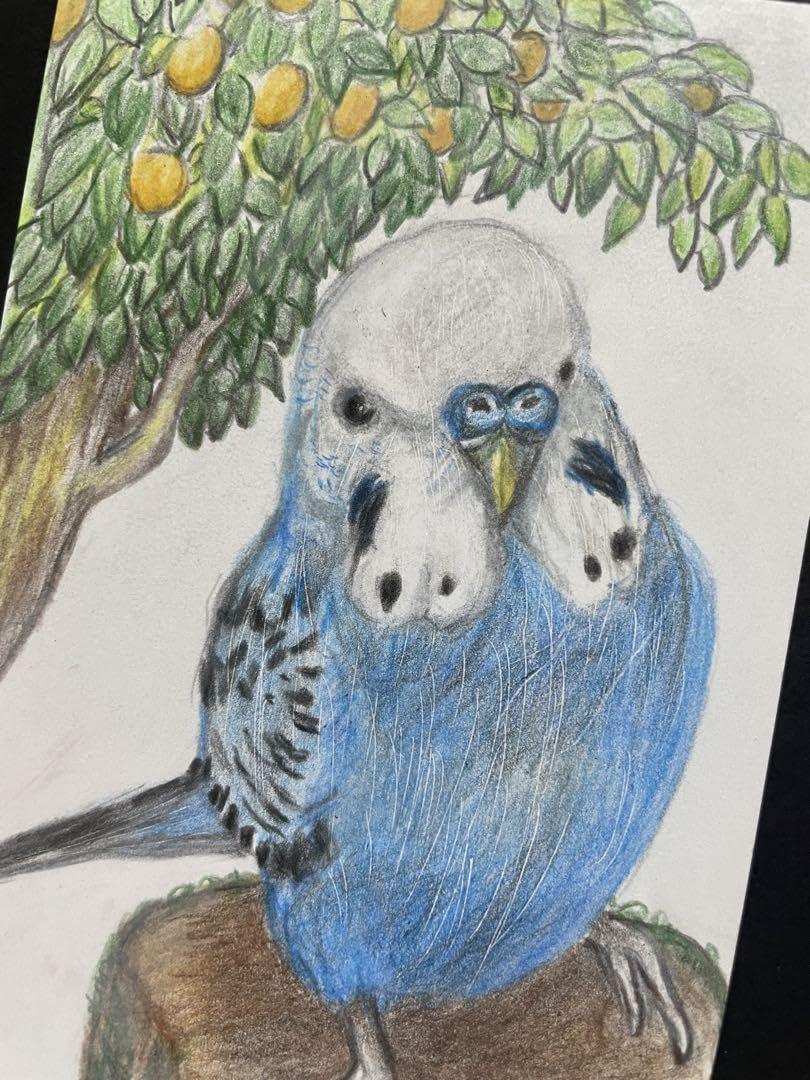 Amazon.co.jp: 色鉛筆画 リアルで可愛いセキセイインコ 葉書サイズ