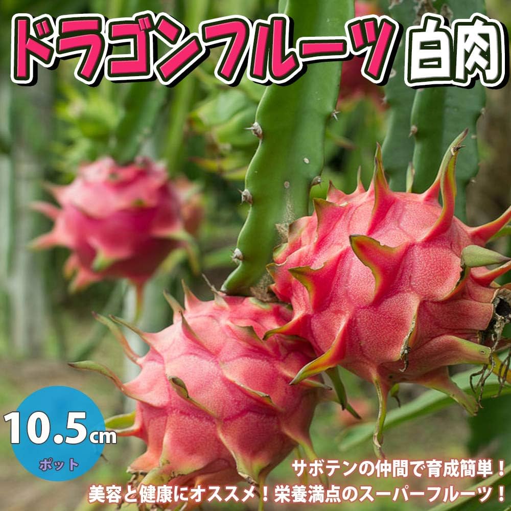 Amazon.co.jp: ITANSE ドラゴンフルーツ 白肉【果樹苗 10.5cm