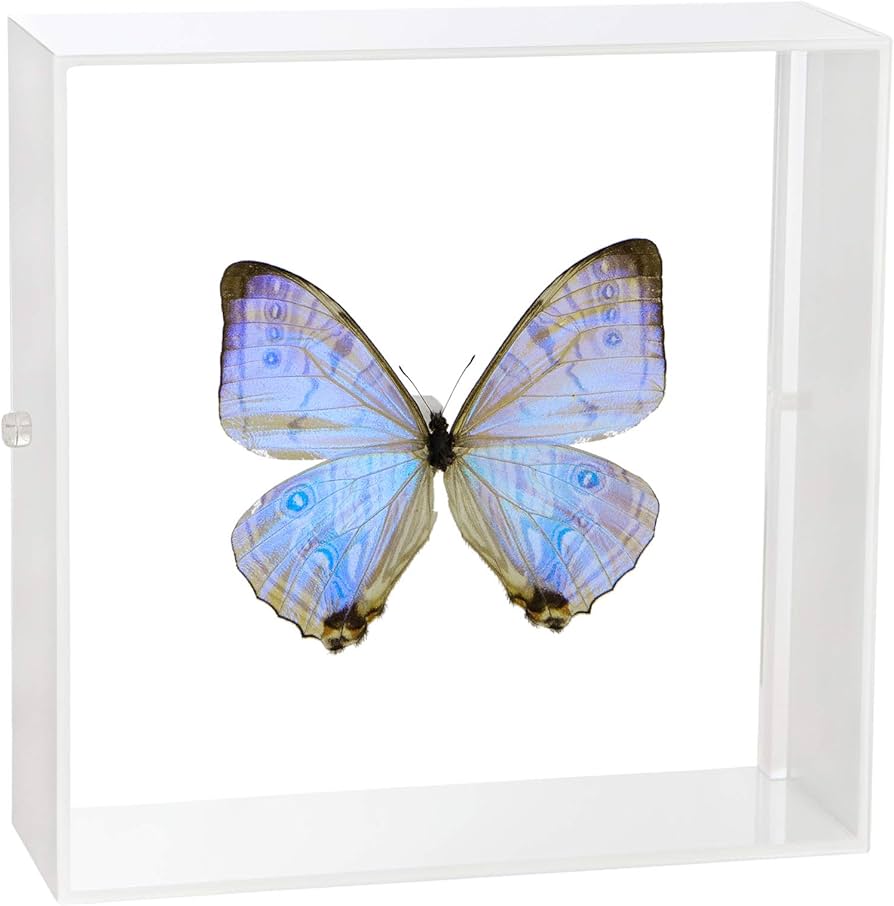 Amazon.co.jp: 蝶の標本 スルコウスキーモルフォ Morpho sulkowskyi