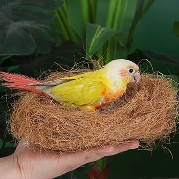 Amazon.co.jp: ココヤシファイバー ココファイバー ココヤシ繊維 土
